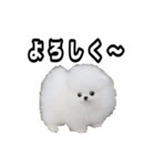 犬 プードル かわいい 赤ちゃん（個別スタンプ：6）