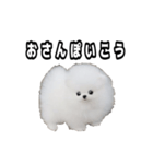 犬 プードル かわいい 赤ちゃん（個別スタンプ：7）