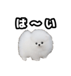 犬 プードル かわいい 赤ちゃん（個別スタンプ：8）