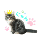 ねこ-サイベリアン-mr.choromaru【1】（個別スタンプ：1）