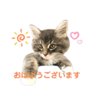 ねこ-サイベリアン-mr.choromaru【1】（個別スタンプ：2）