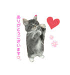 ねこ-サイベリアン-mr.choromaru【1】（個別スタンプ：4）