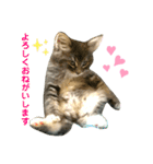 ねこ-サイベリアン-mr.choromaru【1】（個別スタンプ：5）