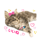 ねこ-サイベリアン-mr.choromaru【1】（個別スタンプ：8）