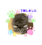 ねこ-サイベリアン-mr.choromaru【1】（個別スタンプ：9）