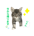 ねこ-サイベリアン-mr.choromaru【1】（個別スタンプ：10）