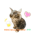 ねこ-サイベリアン-mr.choromaru【1】（個別スタンプ：13）