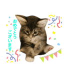 ねこ-サイベリアン-mr.choromaru【1】（個別スタンプ：16）