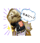 まいにちリッキー。（個別スタンプ：1）