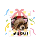 まいにちリッキー。（個別スタンプ：2）