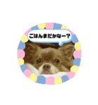 まいにちリッキー。（個別スタンプ：5）