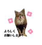 まいにちリッキー。（個別スタンプ：12）