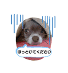 まいにちリッキー。（個別スタンプ：15）