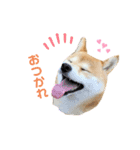 柴犬あんずのスタンプ vol.1（個別スタンプ：1）