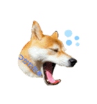 柴犬あんずのスタンプ vol.1（個別スタンプ：2）