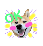 柴犬あんずのスタンプ vol.1（個別スタンプ：3）