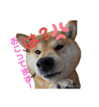 柴犬あんずのスタンプ vol.1（個別スタンプ：4）
