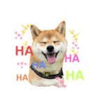柴犬あんずのスタンプ vol.1（個別スタンプ：5）