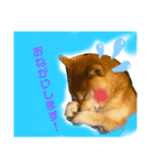 柴犬あんずのスタンプ vol.1（個別スタンプ：6）