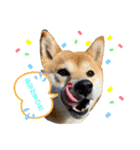 柴犬あんずのスタンプ vol.1（個別スタンプ：7）
