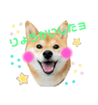 柴犬あんずのスタンプ vol.1（個別スタンプ：8）