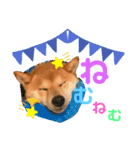 柴犬あんずのスタンプ vol.2（個別スタンプ：1）