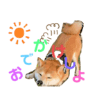柴犬あんずのスタンプ vol.2（個別スタンプ：2）