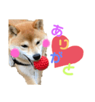 柴犬あんずのスタンプ vol.2（個別スタンプ：3）