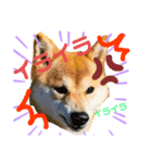 柴犬あんずのスタンプ vol.2（個別スタンプ：5）