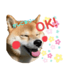 柴犬あんずのスタンプ vol.2（個別スタンプ：6）