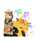 柴犬あんずのスタンプ vol.2（個別スタンプ：7）