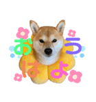 柴犬あんずのスタンプ vol.2（個別スタンプ：8）