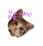 天真爛漫ランのスタンプ（個別スタンプ：1）
