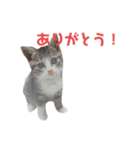 天真爛漫ランのスタンプ（個別スタンプ：7）