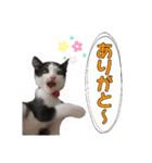 ぶっさんスタンプ(幼少期)（個別スタンプ：9）