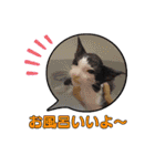 ぶっさんスタンプ(幼少期)（個別スタンプ：25）
