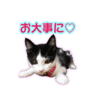ぶっさんスタンプ(幼少期)（個別スタンプ：33）