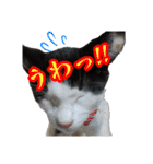 ぶっさんスタンプ(幼少期)（個別スタンプ：34）