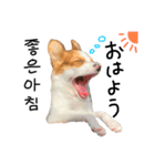 うじゅすたんぷ(ハングル＆日本語)（個別スタンプ：3）
