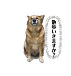 TAKAMASAスタンプ 第二弾（個別スタンプ：4）