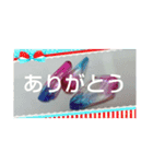 わたちのしたんぷ（個別スタンプ：8）