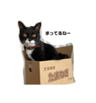 我が家のくろねこコテツスタンプ（個別スタンプ：5）
