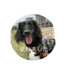 chevy君（個別スタンプ：1）
