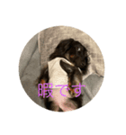chevy君（個別スタンプ：5）