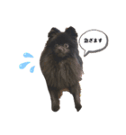 黒ポメくんとニューファンくん（個別スタンプ：1）