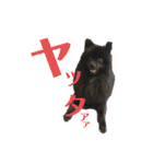 黒ポメくんとニューファンくん（個別スタンプ：5）