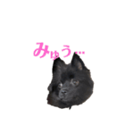 黒ポメくんとニューファンくん（個別スタンプ：7）