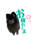 黒ポメくんとニューファンくん（個別スタンプ：10）