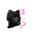 黒ポメくんとニューファンくん（個別スタンプ：11）