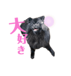黒ポメくんとニューファンくん（個別スタンプ：15）